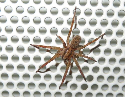 Zoropsis sp.